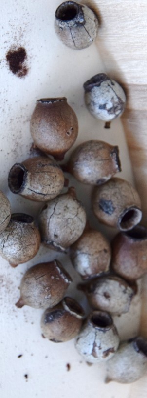 Close-up of dried seed pods on a light-colored surface, showcasing their textured surfaces and varying sizes.