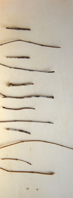 A collection of several twigs arranged on a light wooden surface, showcasing different lengths and shapes.