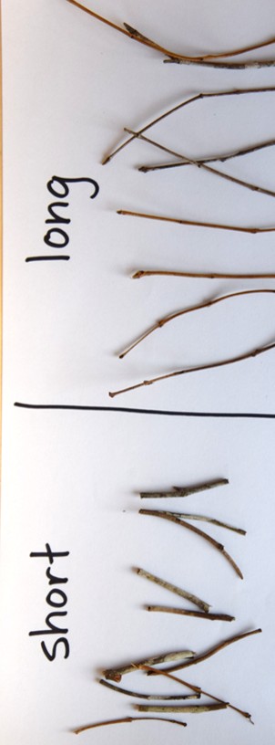 A comparison of long and short twigs displayed on a white background, labeled accordingly.