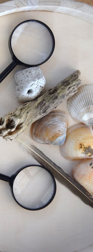 A flat wooden surface displaying magnifying glasses, a piece of driftwood, a smooth stone, and various seashells arranged in an organized manner.